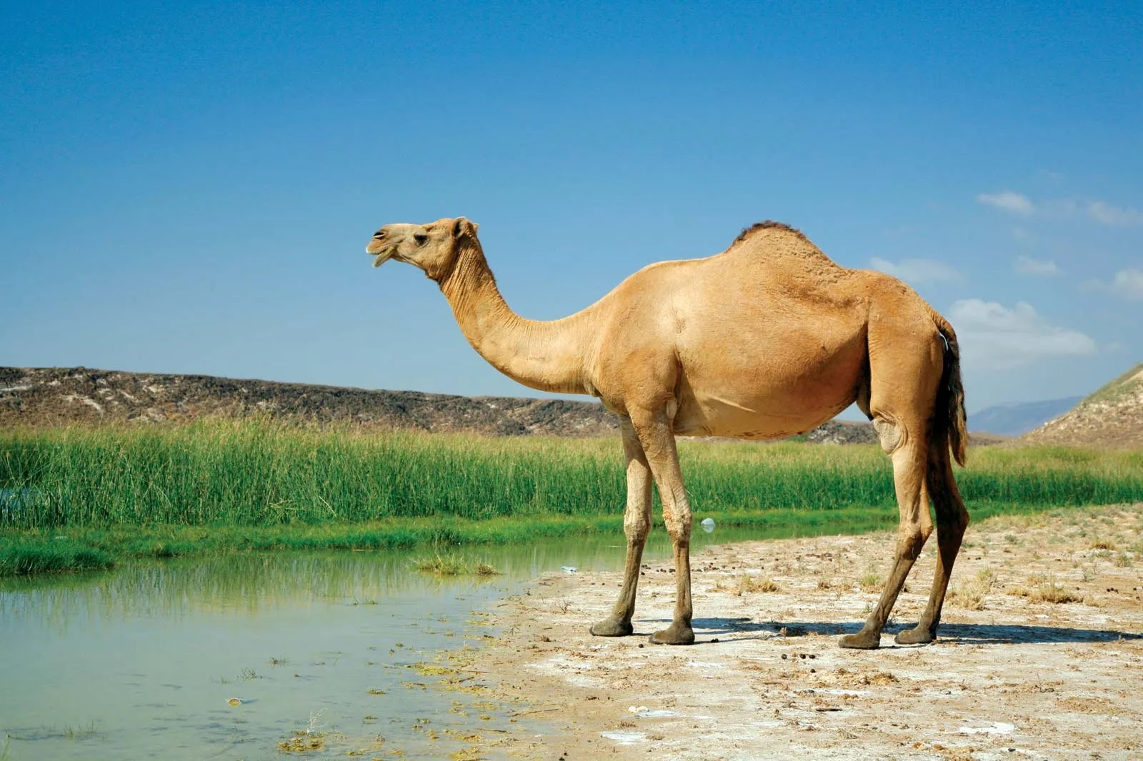 A One-humped Camel